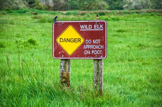 Wild Elk Sign in the Redwood National Park.