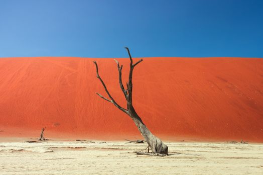 Dead camel thorn tree and the red dunes of Deadvlei near the famous salt pan of Sossusvlei. Deadvlei and Sossuvlei are located in the Namib-Naukluft National Park, Namibia.