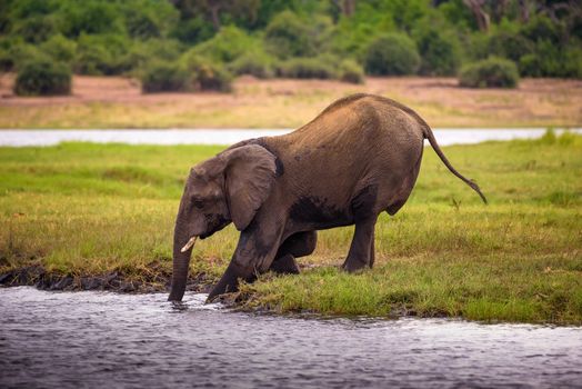 African bush elephant crossing the Chobe River in Chobe National Park, Botswana.