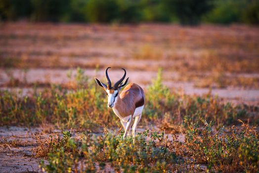 Springbok antelope, also known as Antidorcas marsupialis, photographed at sunset in Namibia