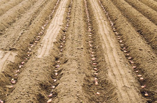 Seed sprouted potatoes are planted in rows in the ground before soil digging closing. The process of planting a potato plantation. Farming and agricultural industry. Agribusiness. Soil preparation.