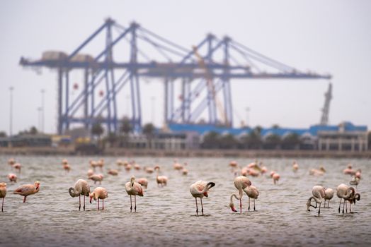 Flock of pink flamingos in Atlantic Ocean at Walvis Bay, Namibia, with large industrial cranes of Walvis Bay Harbor in the background.