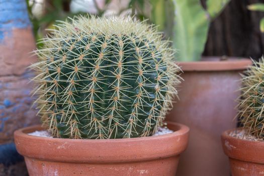 Succulents or cactus in desert botanical garden for decoration and agriculture design.