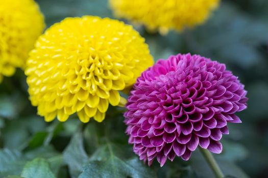 Pompom chrysanthemums flower in garden at sunny summer or spring day for decoration and agriculture design.