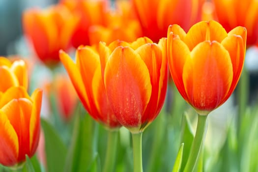 Tulip flower and green leaf background in tulip field at winter or spring day for decoration and agriculture concept design.