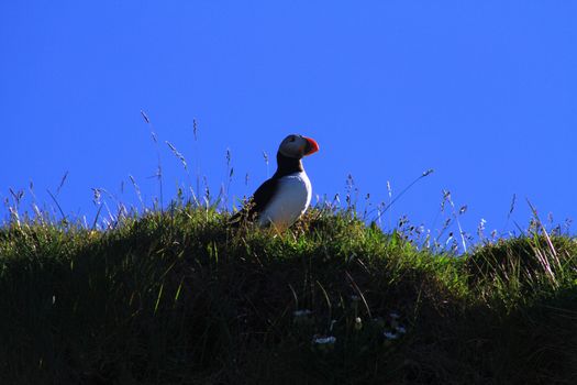 puffin, Iceland