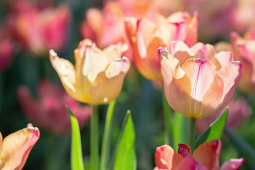 Tulip flower and green leaf background in tulip field at winter or spring day for decoration and agriculture concept design.