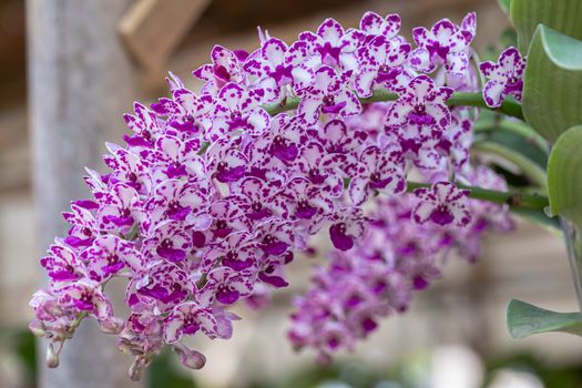 Orchid flower in orchid garden at winter or spring day for beauty and agriculture design. Rhynchostylis Orchidaceae.