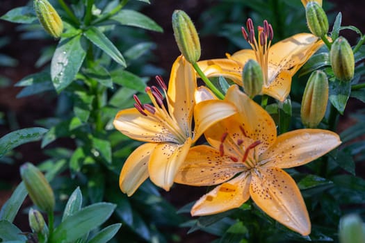 Asiatic lily or Asiatic lilies flower in garden at sunny summer or spring day.