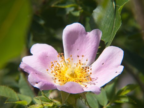rosa canina