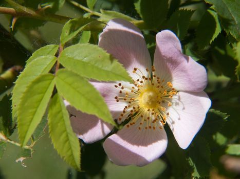 rosa canina