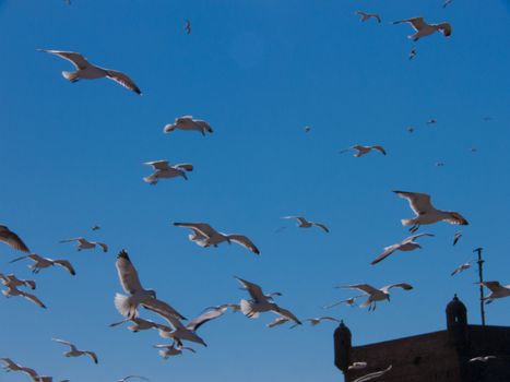 essaouira,maroc