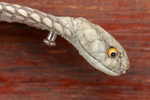 A close up head of a King Cobra. Tanned skin of Ophiophagus hannah. Belt of the most venomous snake on Bali island in Indonesia. Product from leather workshop.