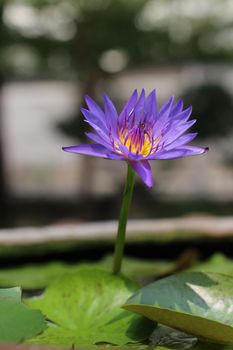 Lotus, Purple Lotus Nature