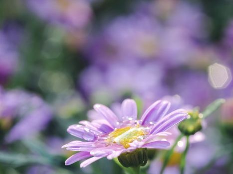 little pink flower in close up with raindrop in green background for space