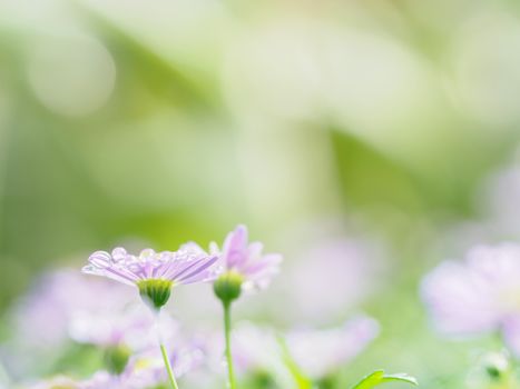 little pink flower in close up with raindrop in green background for space