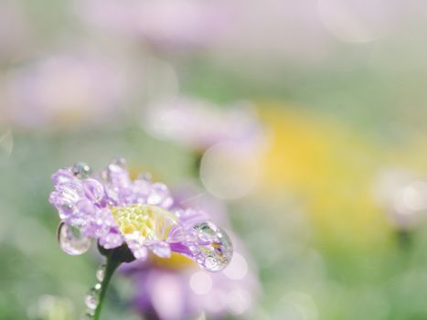 little pink flower in close up with raindrop in green background for space