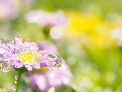 little pink flower in close up with raindrop in green background for space