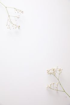 gypsophila little white flower plant isolated in white background in top view