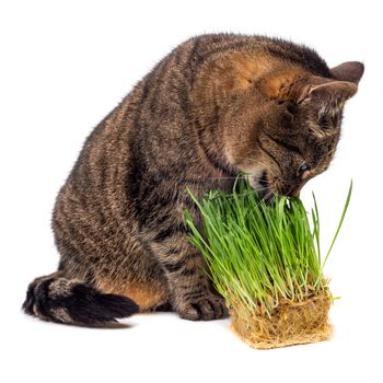 grey striped tabby cat eating fresh green hydroponic oats sprouts close-up isolated on white background with selective focus and blur. Licking its nose with pink tongue.