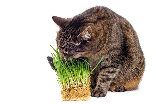 grey striped tabby cat eating fresh green hydroponic oats sprouts close-up isolated on white background with selective focus and blur. Licking its nose with pink tongue.