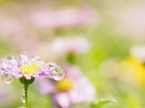 little pink flower in close up with raindrop in green background for space