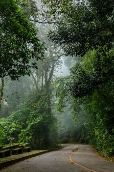 Mystical foggy road in the Brazilian jungle