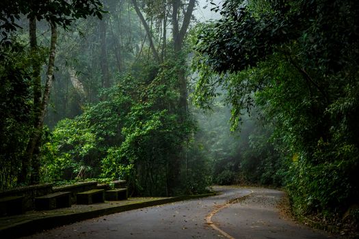 Mystical foggy road in the Brazilian jungle