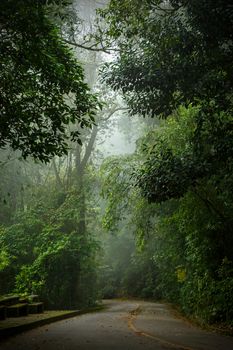 Mystical foggy road in the Brazilian jungle