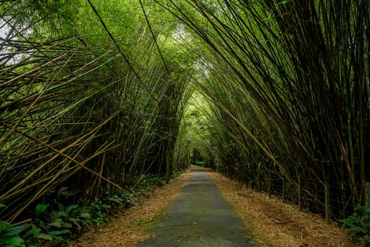 Bamboo trees overhang the road