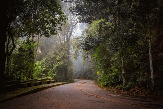 Mystical foggy road in the Brazilian jungle