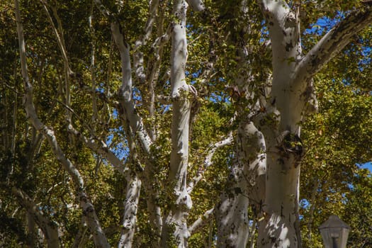 Trees in Summer