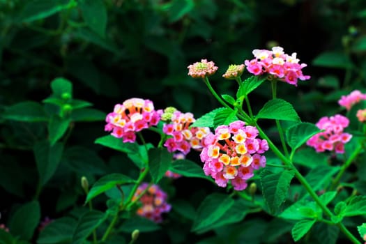 Pink Lantana flowers, Phakakrong (thai word) blossom small spring on green beautiful and fresh background