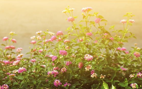 Pink Lantana flowers, Phakakrong (thai word) blossom small spring on green beautiful and fresh background