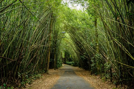 Bamboo trees overhang the road