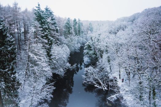 A Forest Covered in Snow in the UK