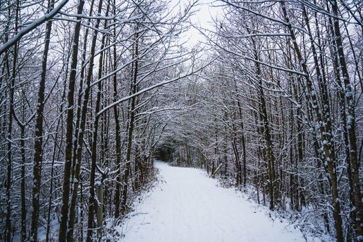 A Forest Covered in Snow in the UK