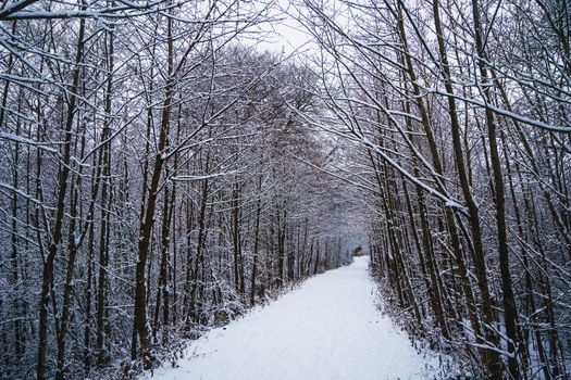 A Forest Covered in Snow in the UK