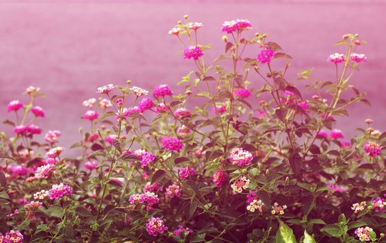 Pink Lantana flowers, Phakakrong (thai word) blossom small spring on green beautiful and fresh background