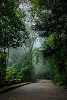 Mystical foggy road in the Brazilian jungle