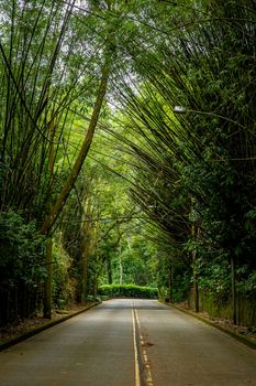 Bamboo trees overhang the road