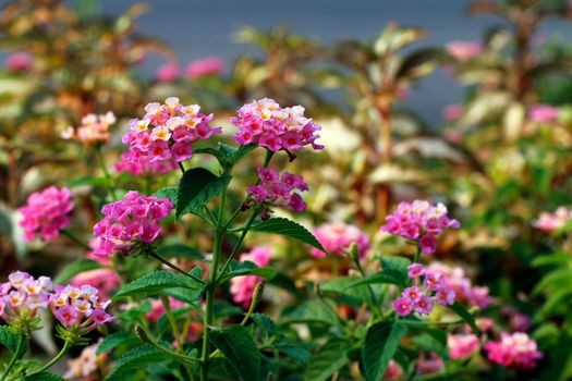 Pink Lantana flowers, Phakakrong (thai word) blossom small spring on green beautiful and fresh background