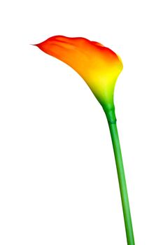 Flower Calla Lily orange red for decoration office design isolated on a white background, Floral lily blossom plant