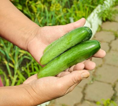 fresh CUCUMBERS in the farmer's hand outdoors on a Sunny summer day.