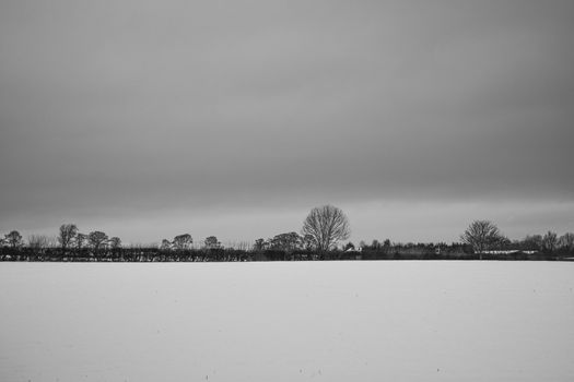 A Forest Covered in Snow in the UK