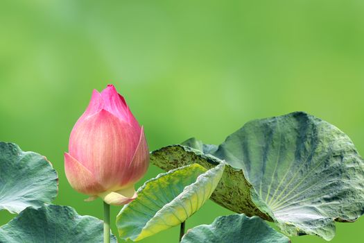 lotus bud on nature green background, lotus pink close-up photos, lotus bud pink flower, beautiful buds pink nature