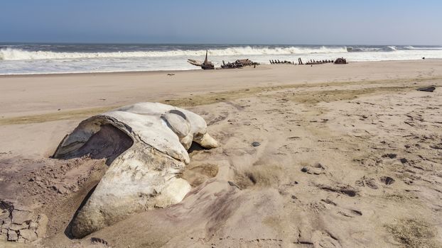 A whale skull near a shipwreck in the Skeleton Coast in Namibia in Africa.