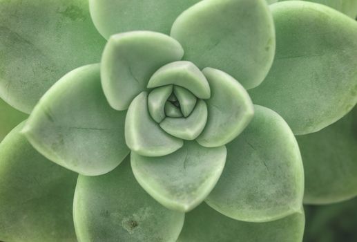 Macro shot of succulent plant