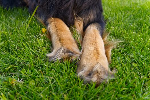 front paws of a dog, close-up on a background of green grass. Hovawart dog paws closeup