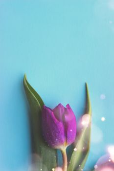Pink tulip on blue background; greeting card